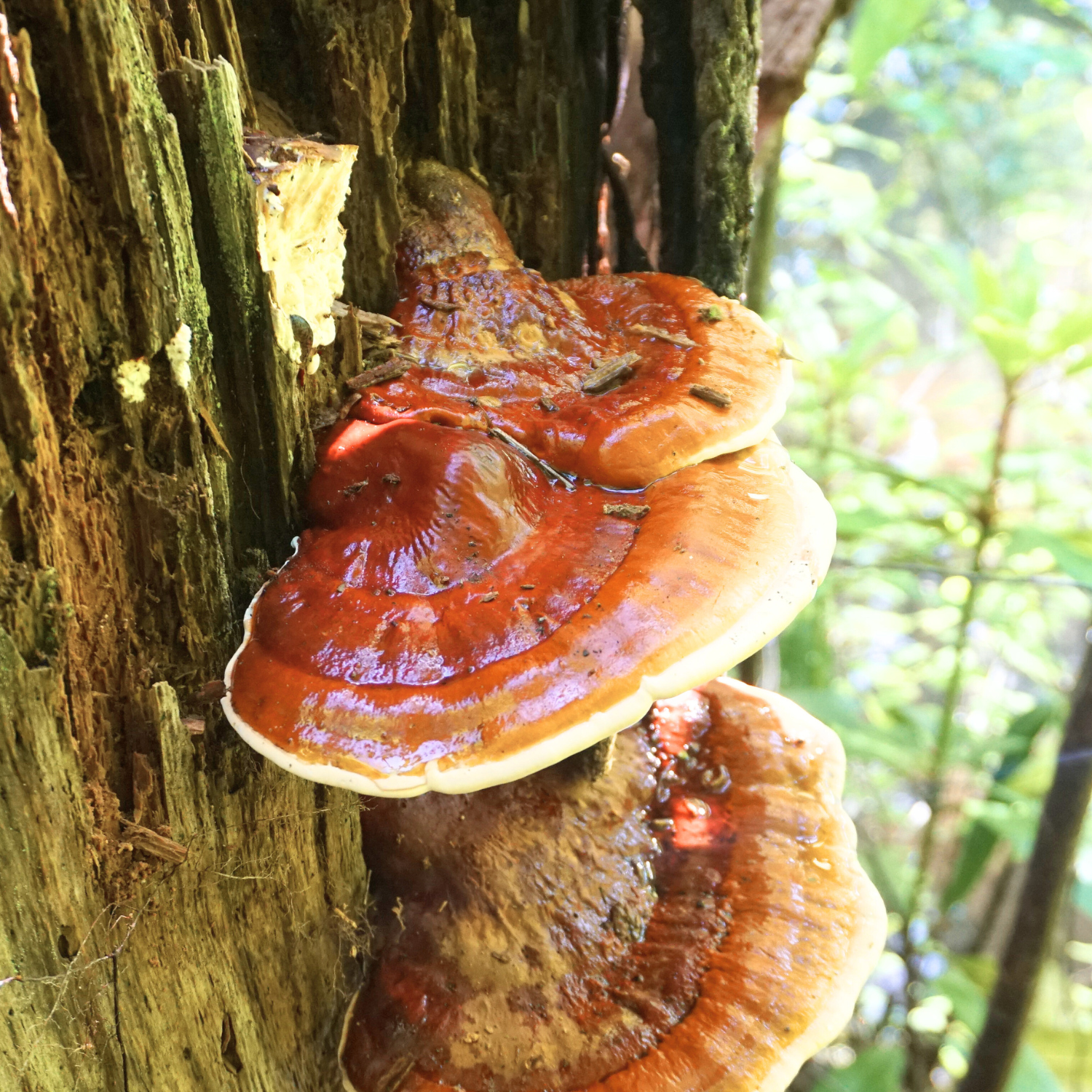 Reishi - The Mushroom of Immortality