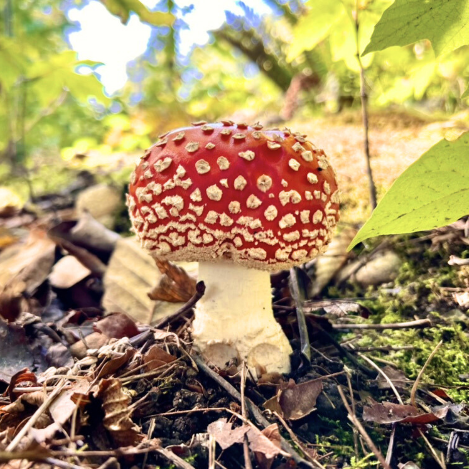 Amanita Muscaria Mushrooms and Their Surprising Connection to Christmas