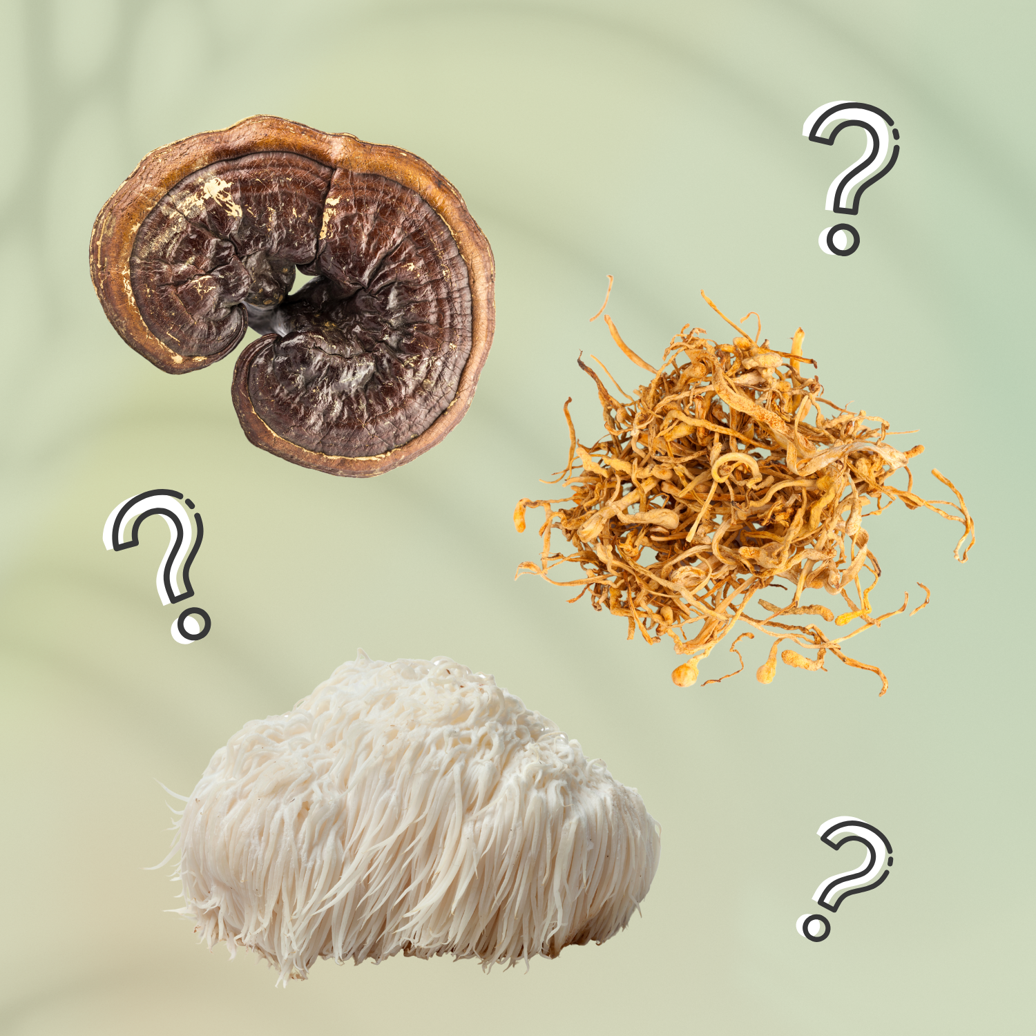 What Are Functional Mushrooms? Learn The Basics