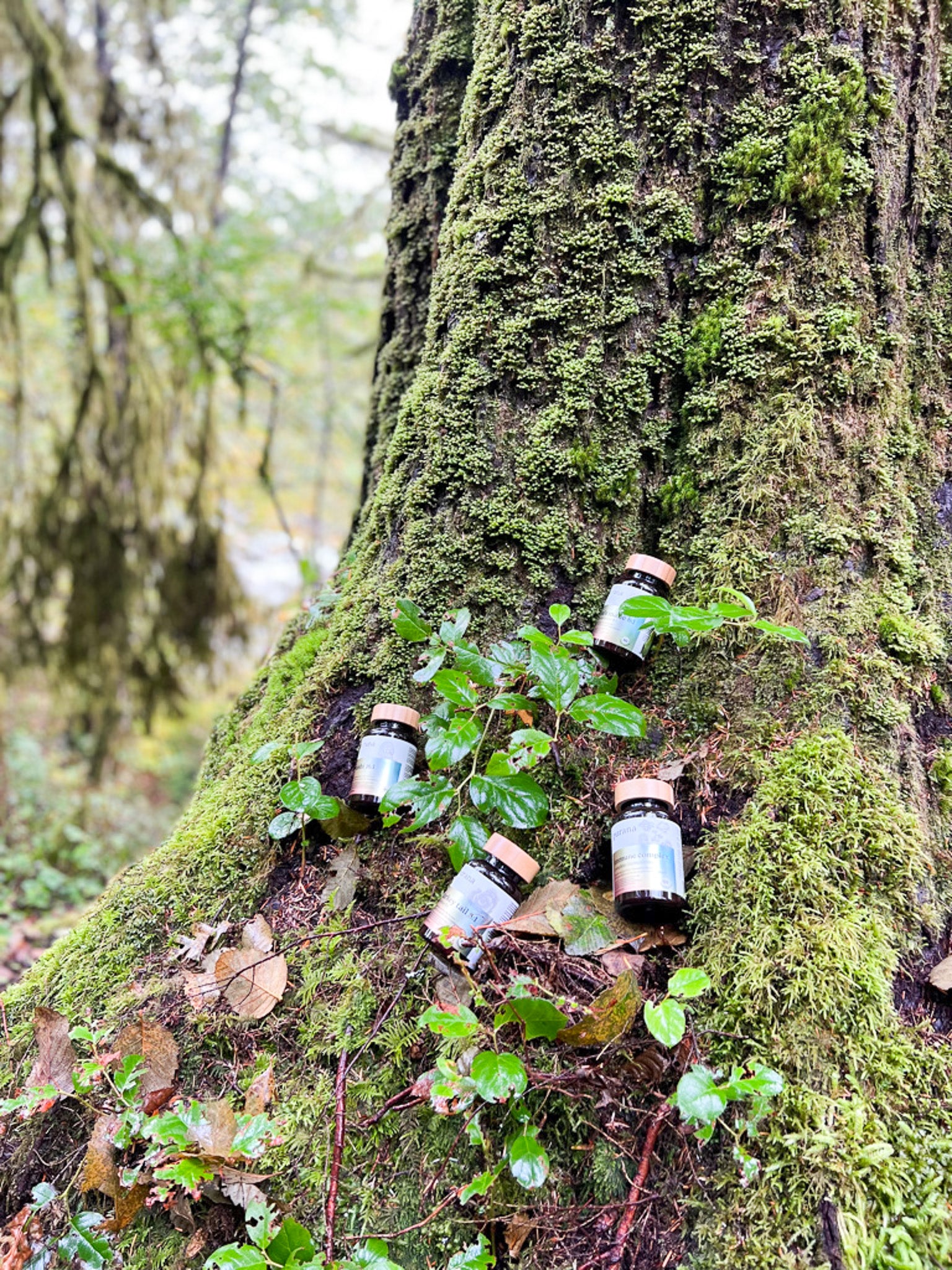 Purana_bottles_on_a_tree.jpg