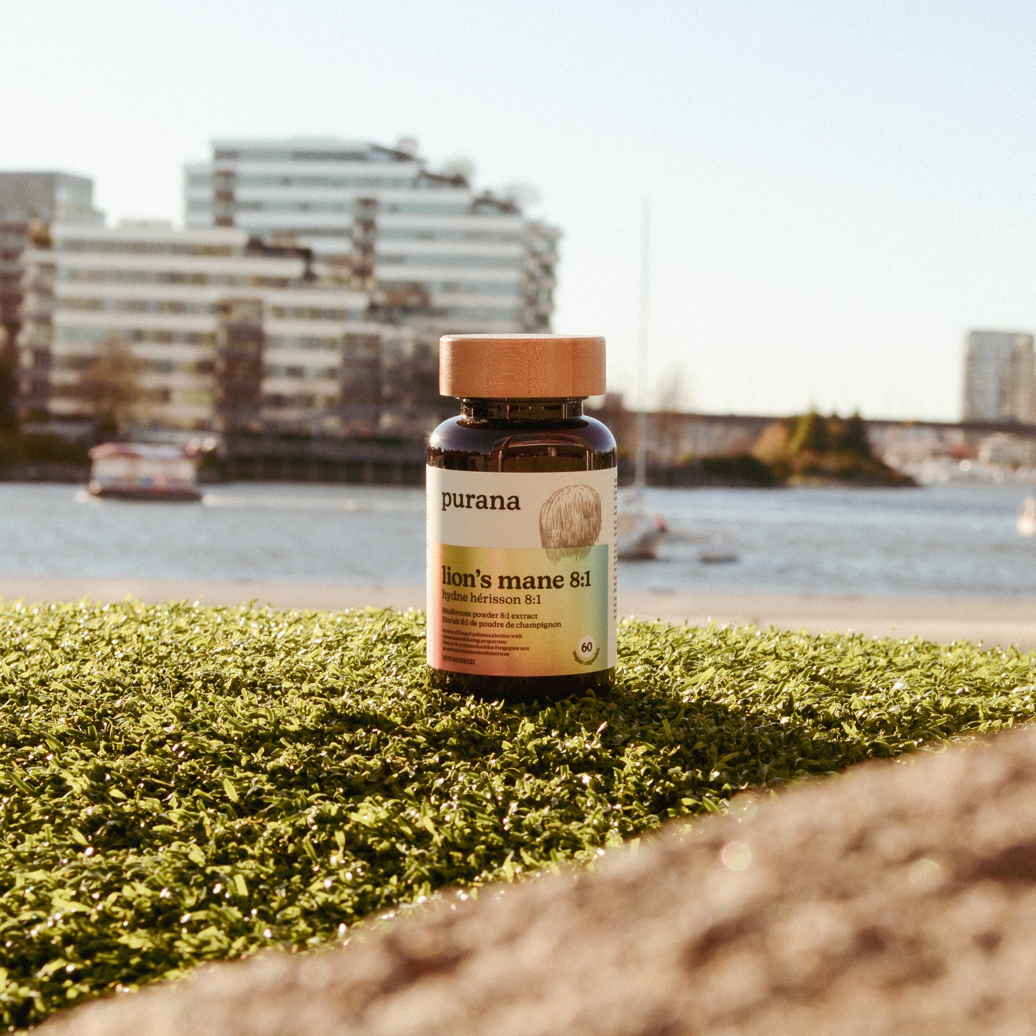 Lion's Mane 8:1 Capsules