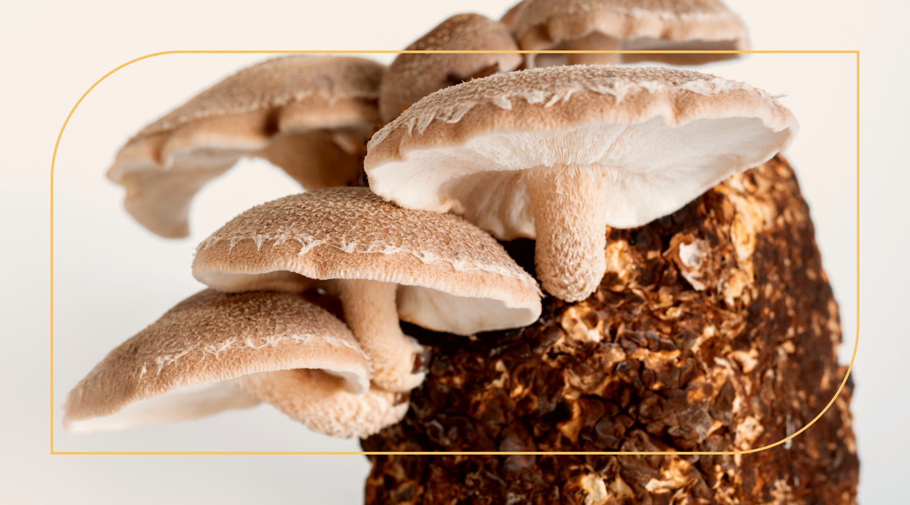 Anatomy of a Functional Mushroom: Fruiting Body vs Mycelium 
