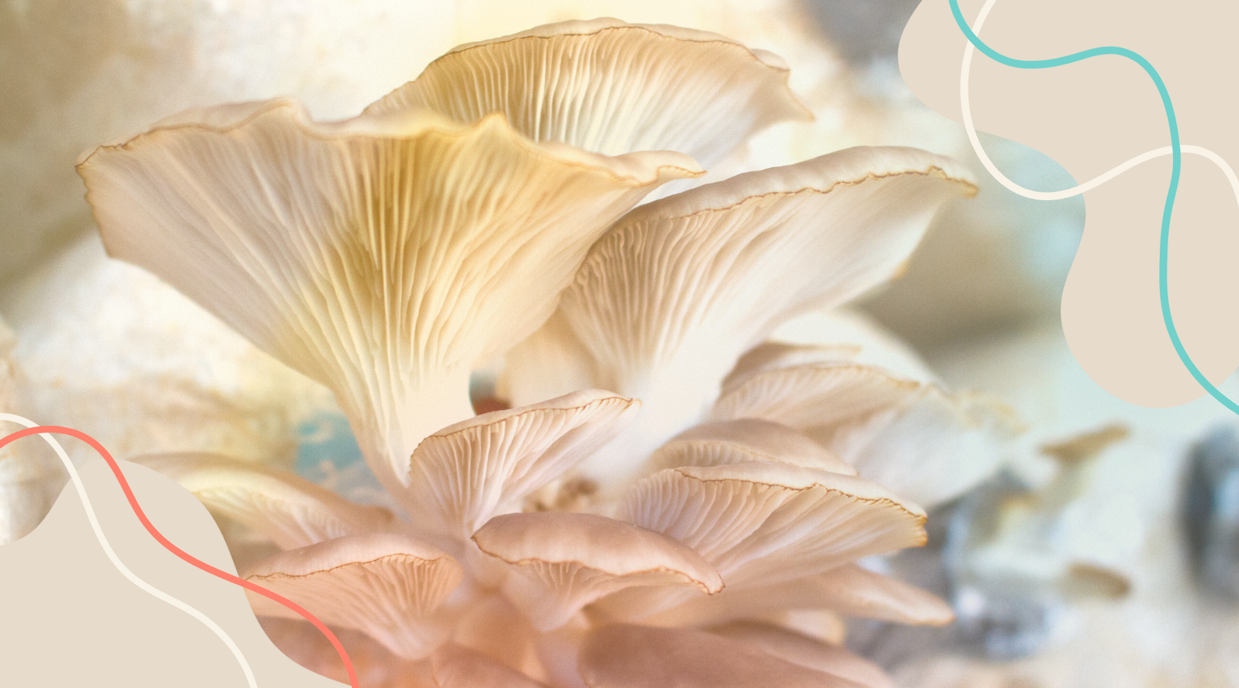 The Growing Environments of Purana's Organic Functional Mushrooms