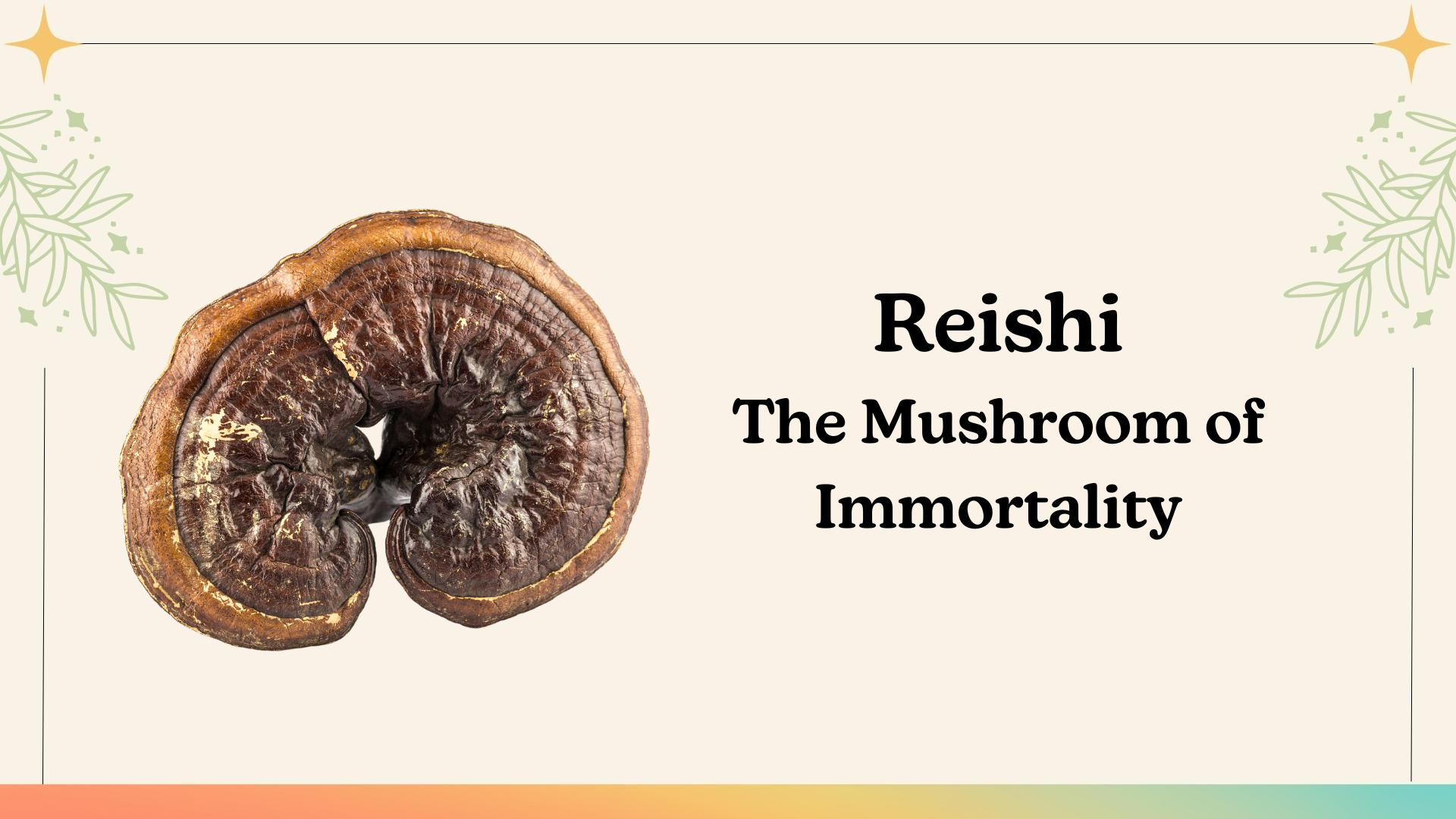 Reishi - The Mushroom of Immortality