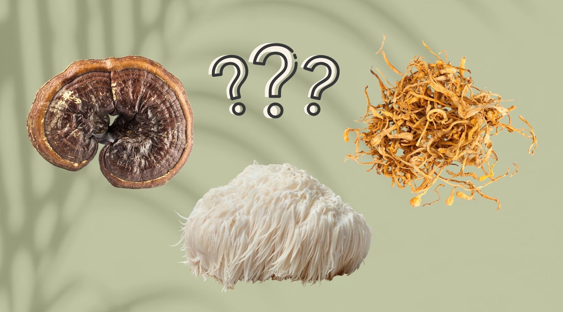 What Are Functional Mushrooms? Learn The Basics
