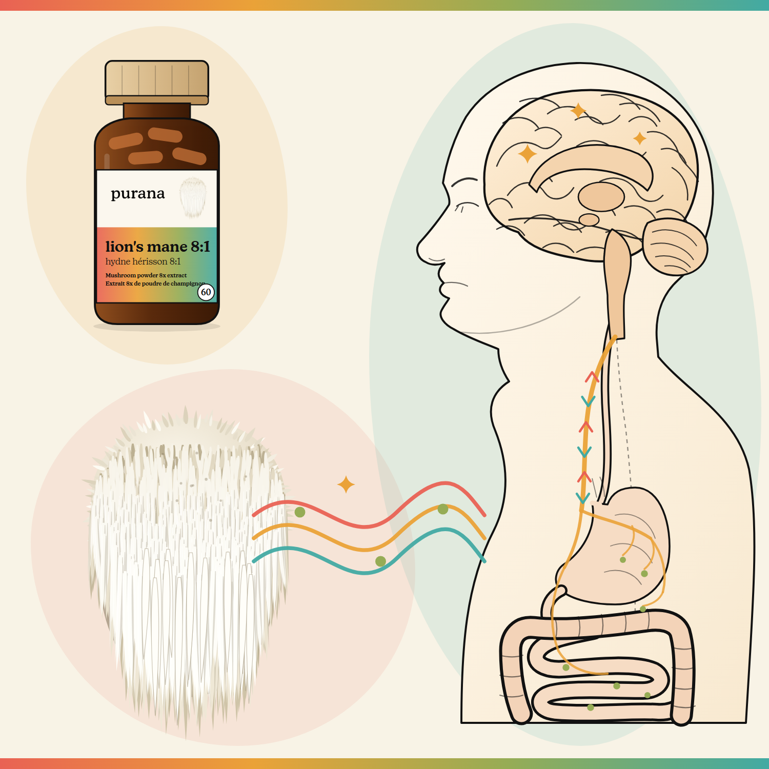 Lion's mane and the brain: the stack we recommend, and the biology behind it