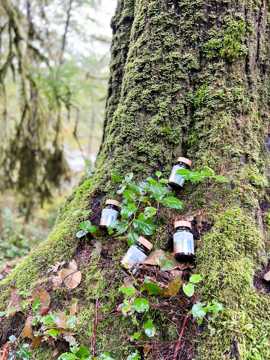 Purana bottles resting on the mossy trunk of a tree in a forest